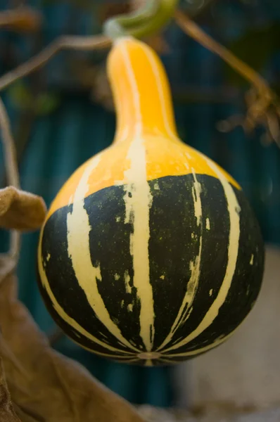 Ornamental pumpkin — Stock Photo, Image