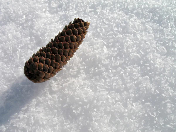 Pinecone sobre nieve blanca — Foto de Stock