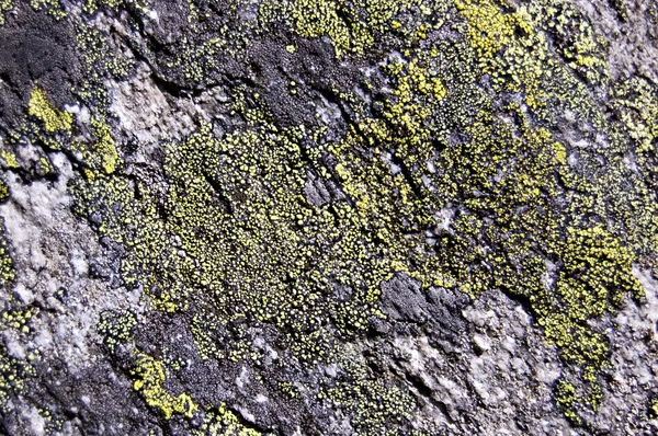 Porostów skały tekstura — Zdjęcie stockowe