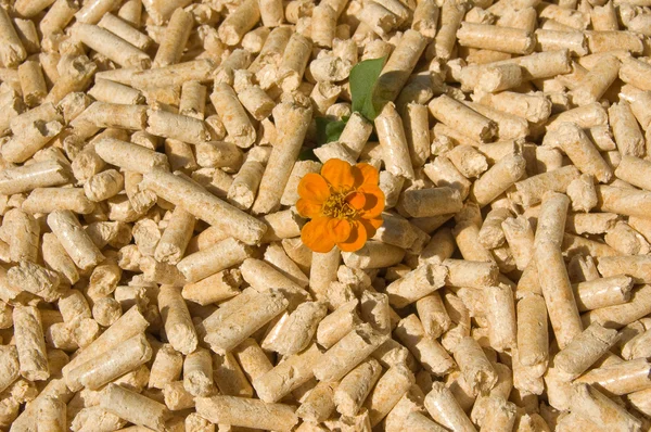Wood pellets and flower — Stock Photo, Image