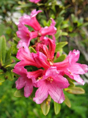 pembe rododendron çalı