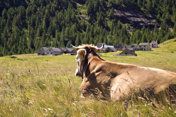 Alpe veglia hegyi legelőkön — Stock Fotó
