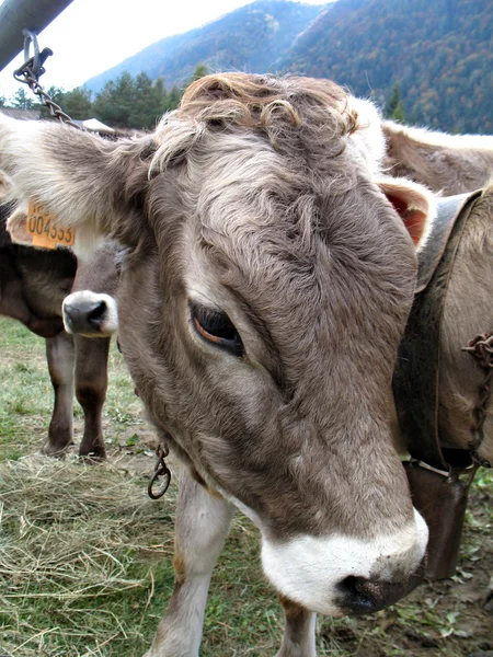 Verlegen koe — Stockfoto