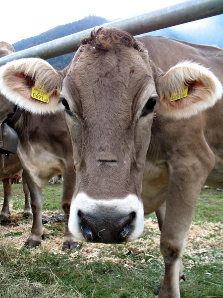 Vaca bozal — Foto de Stock
