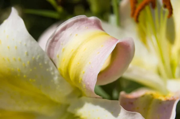 Lírio dourado pétala encaracolada — Fotografia de Stock
