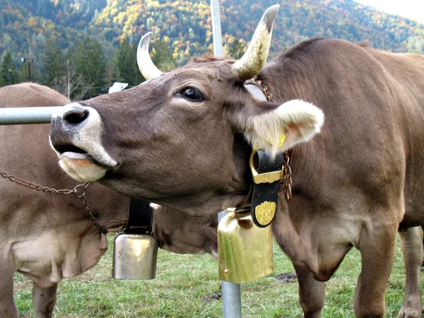 Kráva mú Stock Fotografie