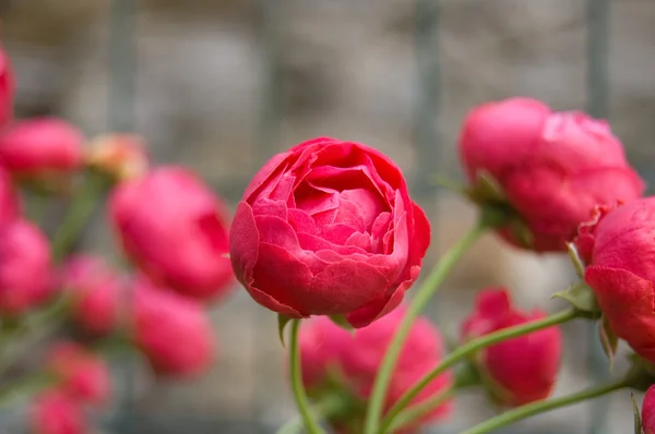 빨간 작은 장미 스톡 사진