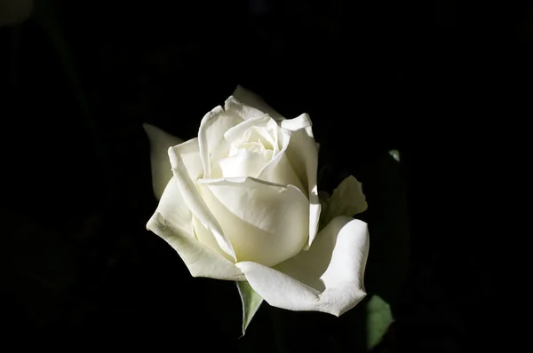 A sötét háttéren Fehér Rózsa Stock Fotó