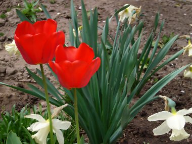 kırmızı lale 2