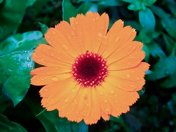 stock image Marigold