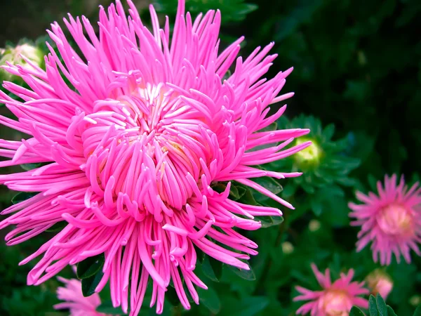 stock image Dahlia-cactus