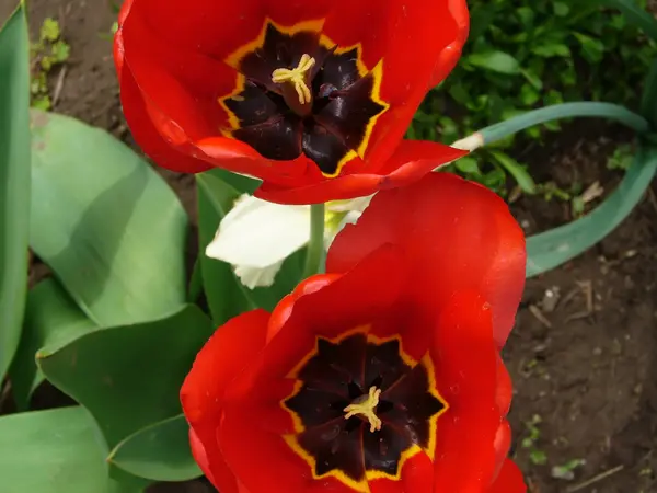 stock image Red tulip