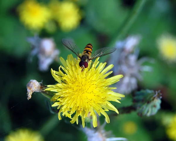 Hmyz na květině — Stock fotografie