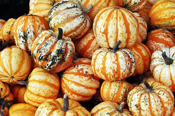 Crop of pumpkins — Stock Photo, Image