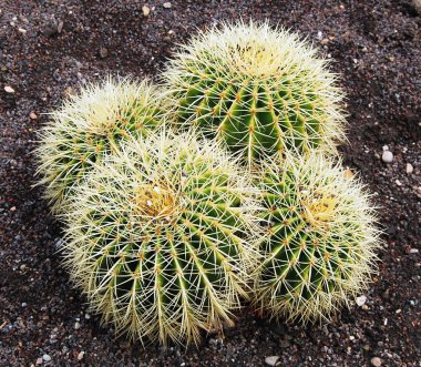 Barrel cactus in Botanical gardens clipart