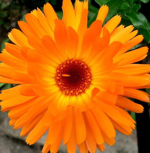 stock image Calendula