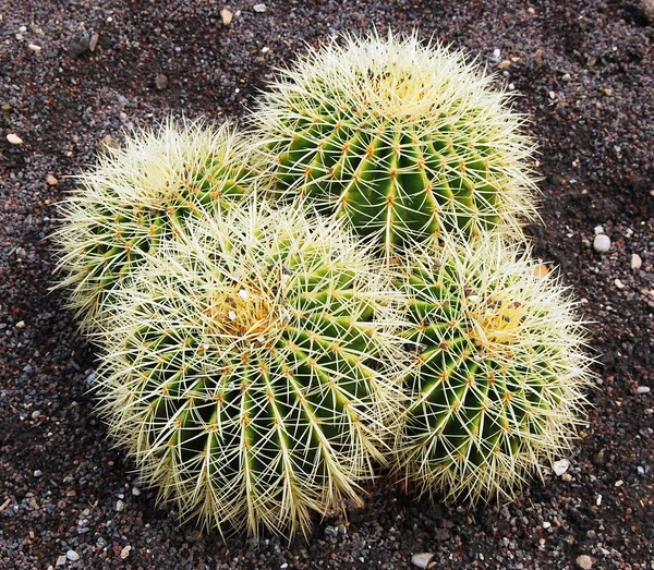 Barrel cactus in de botanische tuinen — Stockfoto