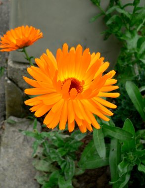 Calendula çiçekler