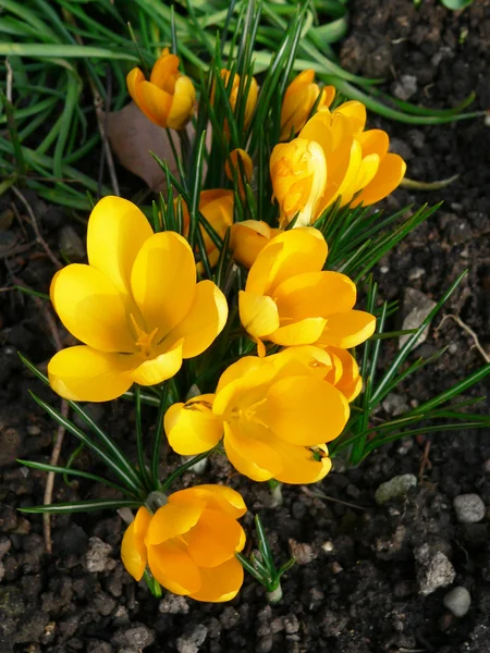 stock image Crocus flowers