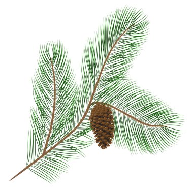 Pine cone with pine needles clipart
