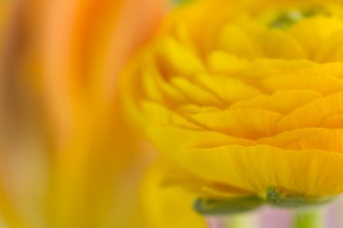 Close-up abstraction of a yellow flower clipart