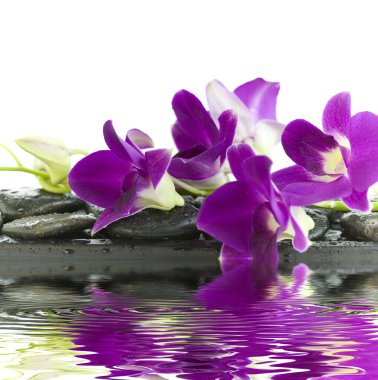 Beautiful purple orchid clipart