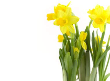 Daffodils clipart