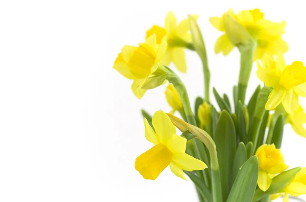 Daffodils — Stock Photo, Image