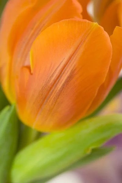 Piękny tulipan świeży — Zdjęcie stockowe