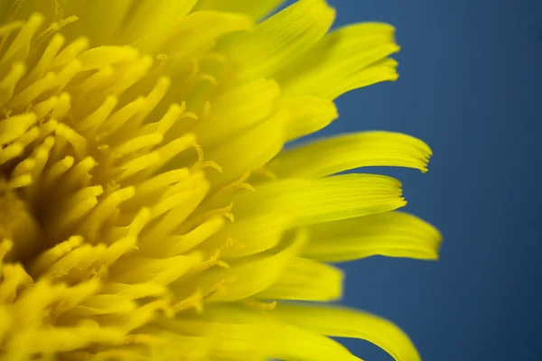 Bright dandelion flower — Stock Photo, Image