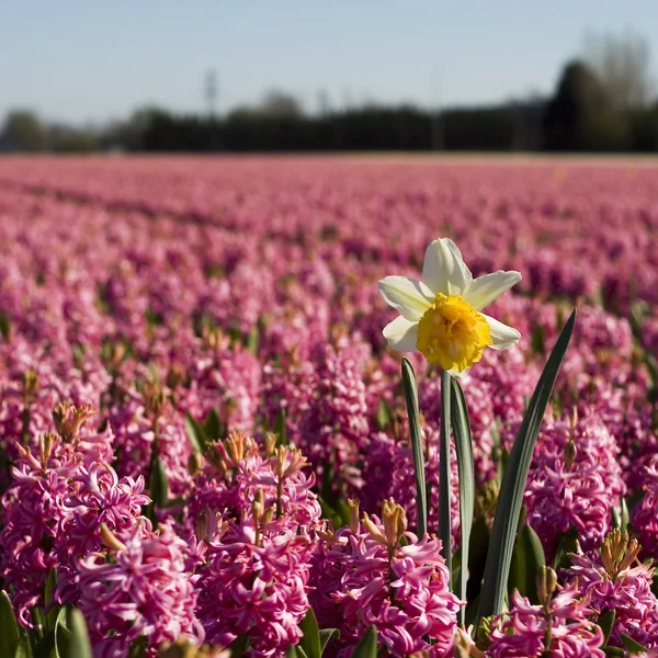 Daffodil in purple hyacinth field — Stock Photo, Image