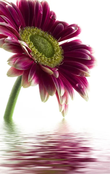 Prachtige daisy — Stockfoto