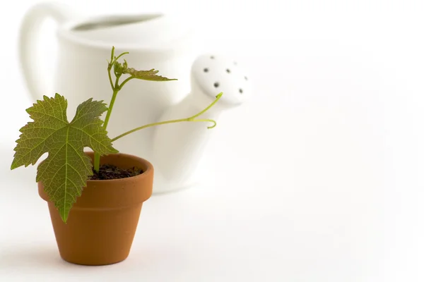 New plant and watering-can — Stock Photo, Image