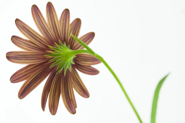 Flower Gerbera — Stock Photo, Image