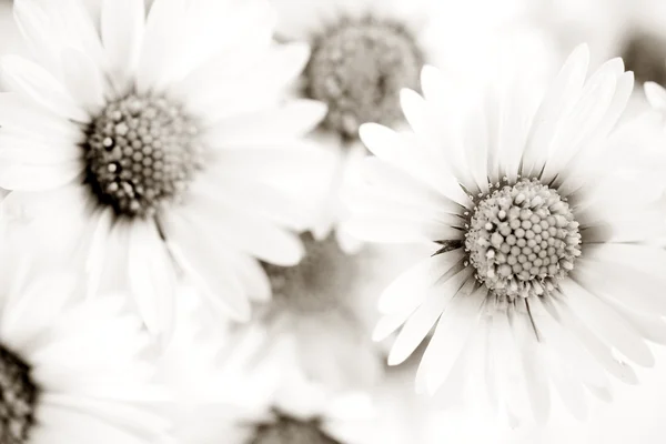 Sepia toned daisies — 图库照片