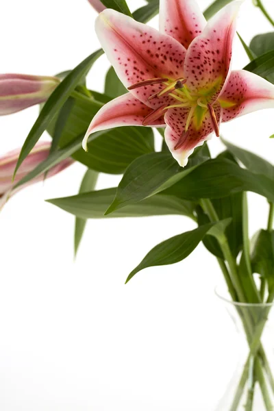 Rosa lily i en vas över vita bak — Stockfoto