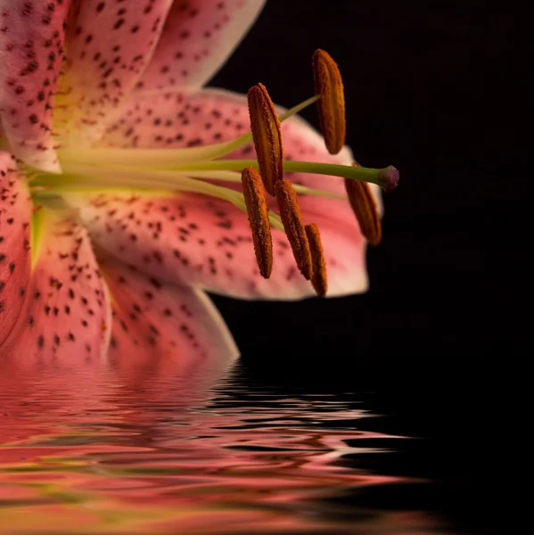 Pink lily with copy space over black — Stock Photo, Image