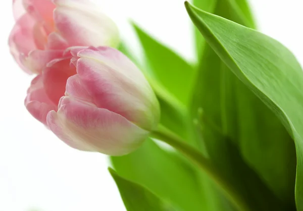 Dvě krásné růžové tulipány — Stock fotografie