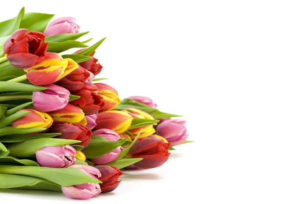Bouquet dei tulipani freschi — Foto Stock
