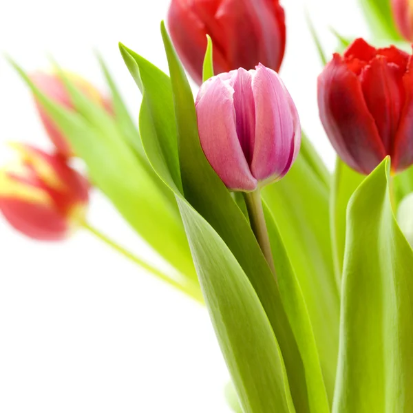 Kytice z čerstvých tulipánů — Stock fotografie