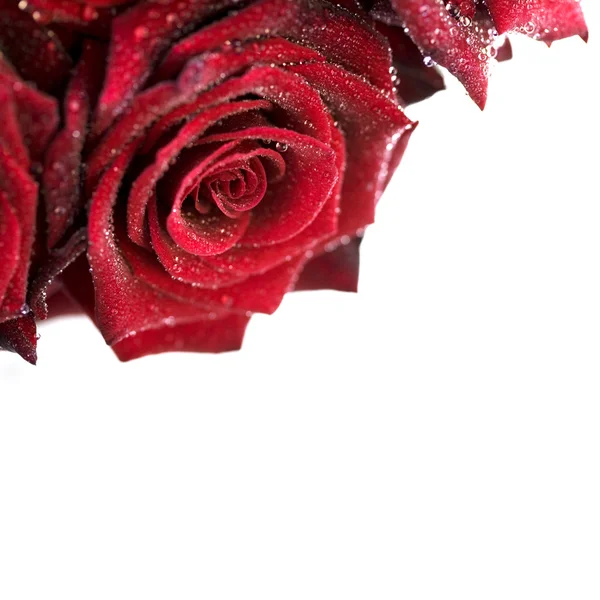 Rosas vermelhas bonitas com gotas de água — Fotografia de Stock