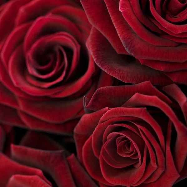 Piros rózsa háttér — Stock Fotó