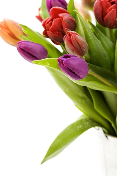 Friss tulipán — Stock Fotó