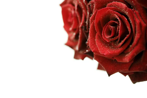 Vackra röda rosor med vattendroppar — Stockfoto