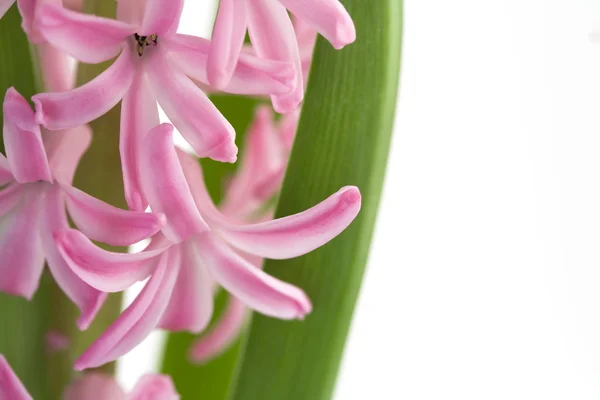 Pink hyacinth on white background — Stock Photo, Image
