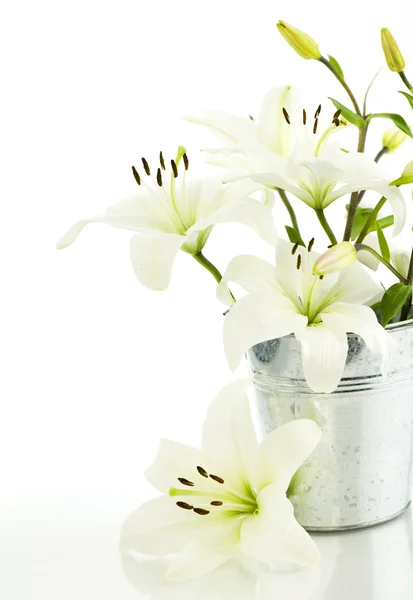 Vit Lilja blommor — Stockfoto