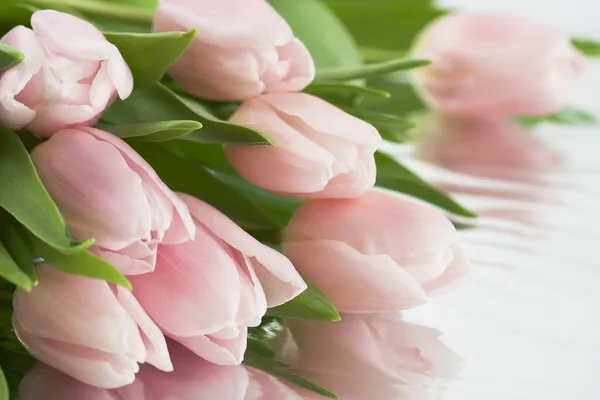 Beautiful pink tulips — Stock Photo, Image