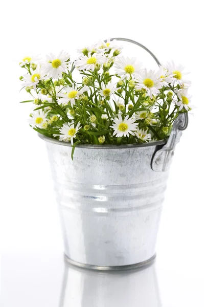 Άσπρα λουλούδια σε μια κατσαρόλα — Φωτογραφία Αρχείου