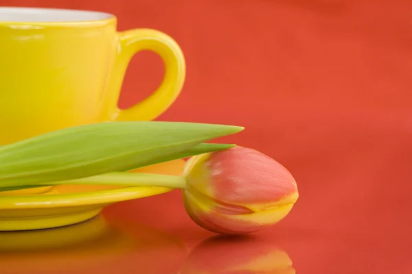 Gorro amarelo e tulipa — Fotografia de Stock