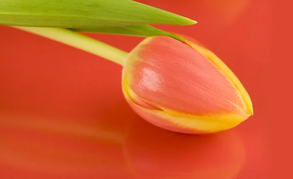 Schöne frische Tulpe — Stockfoto